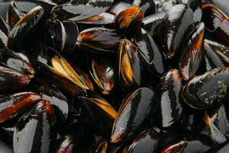 Macro photo of frozen cooked whole shell mussels