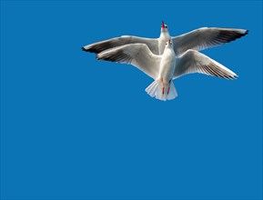 Pair of seagulls flying in blue a sky background