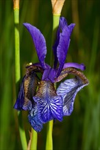 Siberian iris Inflorescence with a few open blue flowers