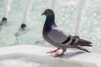 City pigeon by the side of water at a fountain