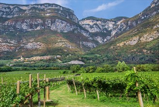 Vineyard in the Adige Valley with pilgrimage church Madonna della Corona high in the rock