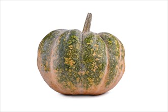 Single green and orange 'Musquee de Provence' pumpkin on white background