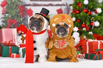 Funny Christmas dogs. French Bulldogs wearing snowman and gingerbread person costumes between seasonal decoration