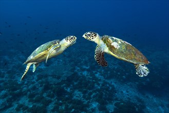 Two male turtles hawksbill sea turtle