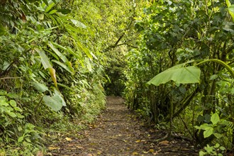 Empty pathway along with green tree in rainforest
