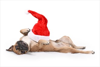 Silly French Bulldog dog with Christmas Santa hat on belly lying on back