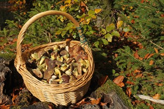 Edible mushrooms in a basket