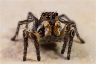 Jumping spider Aelurillus v-insignitus sitting on stone slab looking from the front