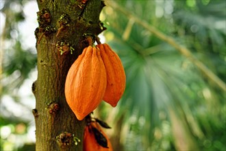 Orange cocoa pods with beans hanging on 'Theobroma Cacao' Cacao tree