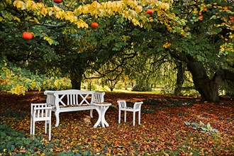 White wood seating area under large trees in autumn
