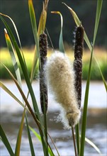 Inflorescence of a cattail