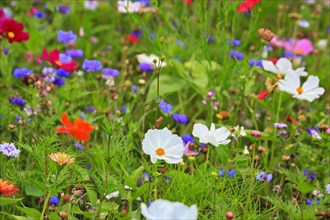 Colourful flower meadow in the basic colour green with various wild flowers in free nature