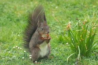 Squirrel holding nut in hands standing in green grass looking from front right