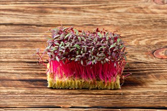 Fresh microgreens. Sprouts of amaranth on wooden background