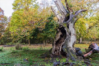 Old hute beech in autumn
