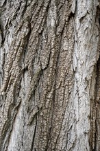 Bark of a poplar