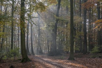 Beech forest in autumn with sun rays