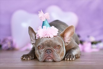 Cute French Bulldog dog with birthday part hat in front of blurry pastel violet purple background