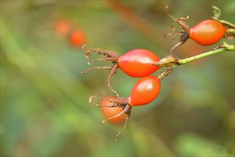 Ripe rosehips of the dog rose