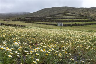 Landscape with corolla flowers