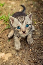 Small cute gray kitten on the ground in the view