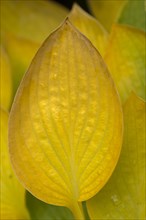 Autumn yellow leaf of a hosta