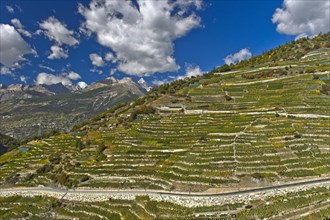 Vineyard terraces on a steep slope at the highest vineyard in Switzerland