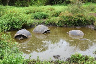 Galapagos giant tortoise in a pond on Santa Cruz
