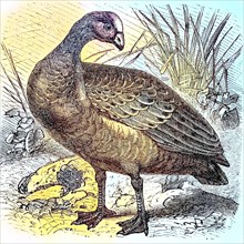 Hen Goose