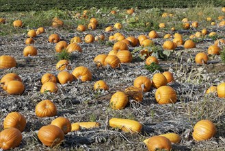 Pumpkin field with ripe pumpkins on the Lower Rhine