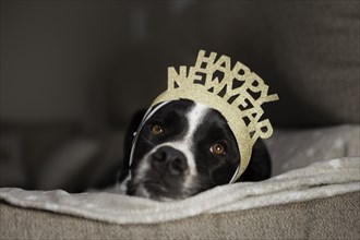 Cute dog with happy new year crown
