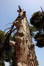 Old broken and dead pine