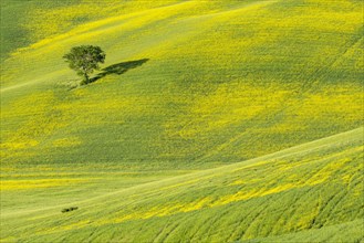 Hilly fields with a single tree near Pienza