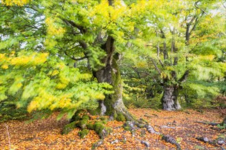 Old hute beeches in autumn