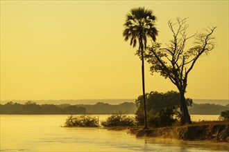 Palm tree and Acacia tree stand at the Zambezi river edge. Victoria falls