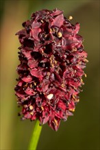 Greater meadow-head red-brown inflorescence