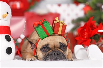Christmas dog. French Bulldog wearing gift box headband between seasonal decoration