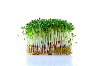 Fresh microgreens. Sprouts of watercress isolated on white background