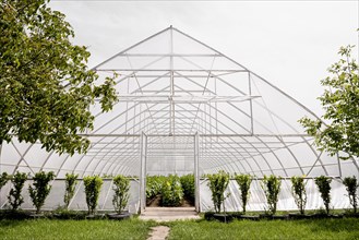 Front view greenhouse trees