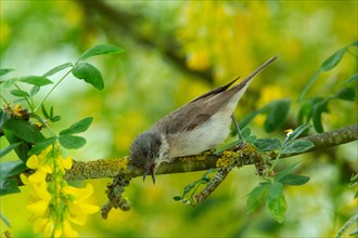 Lesser whitethroat with open beak sitting on branch in front of yellow flowers and green leaves Beak preening looking down on the left