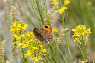 Brown-eyed moth with open wings sitting on yellow flowers