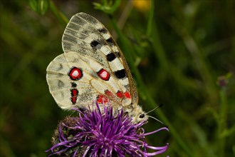 Apollo butterfly with closed wings sitting on purple flower looking right