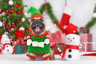 French Bulldog dog wearing Christmas elf costume with mouth wide open