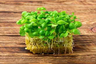 Fresh microgreens. Sprouts of green basil on wooden background
