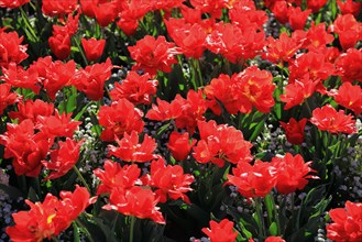 Many red tulips in one area