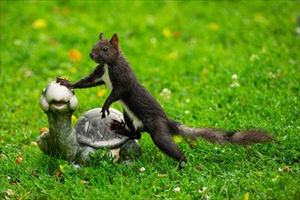 Squirrel standing next to turtle in green grass leaning left seeing