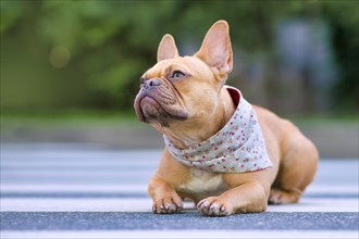 Well behaved red French Bulldog dog wearing a floral bandanna around neck