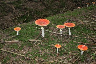 Fly agaric