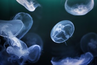 Several jellyfish