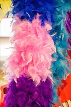 Beautiful bird feathers for decorative purposes